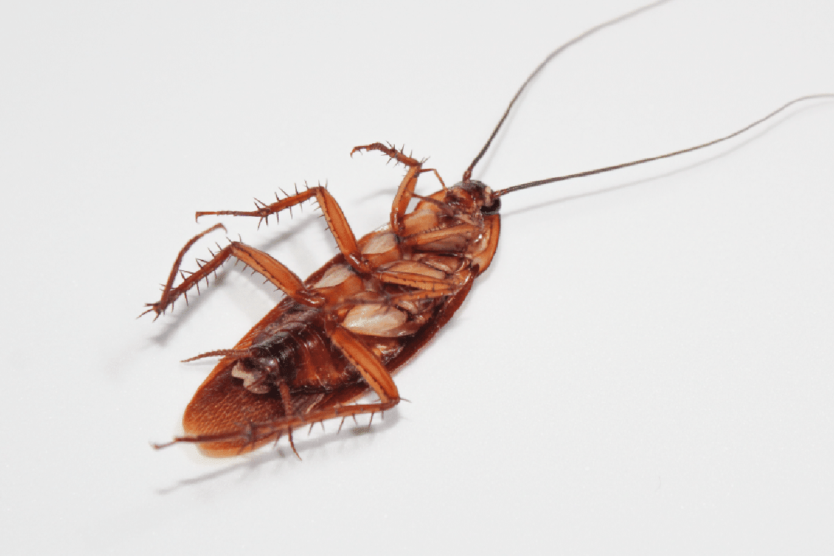 The Importance of Regular Pest Control for Cockroaches