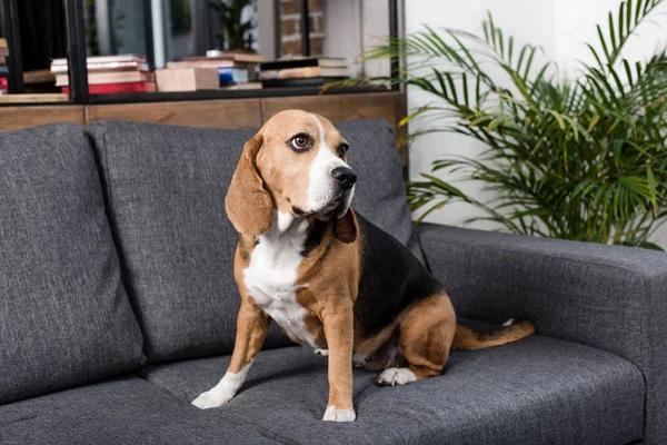 Finding the Perfect Custom Dog Crate for Your Home